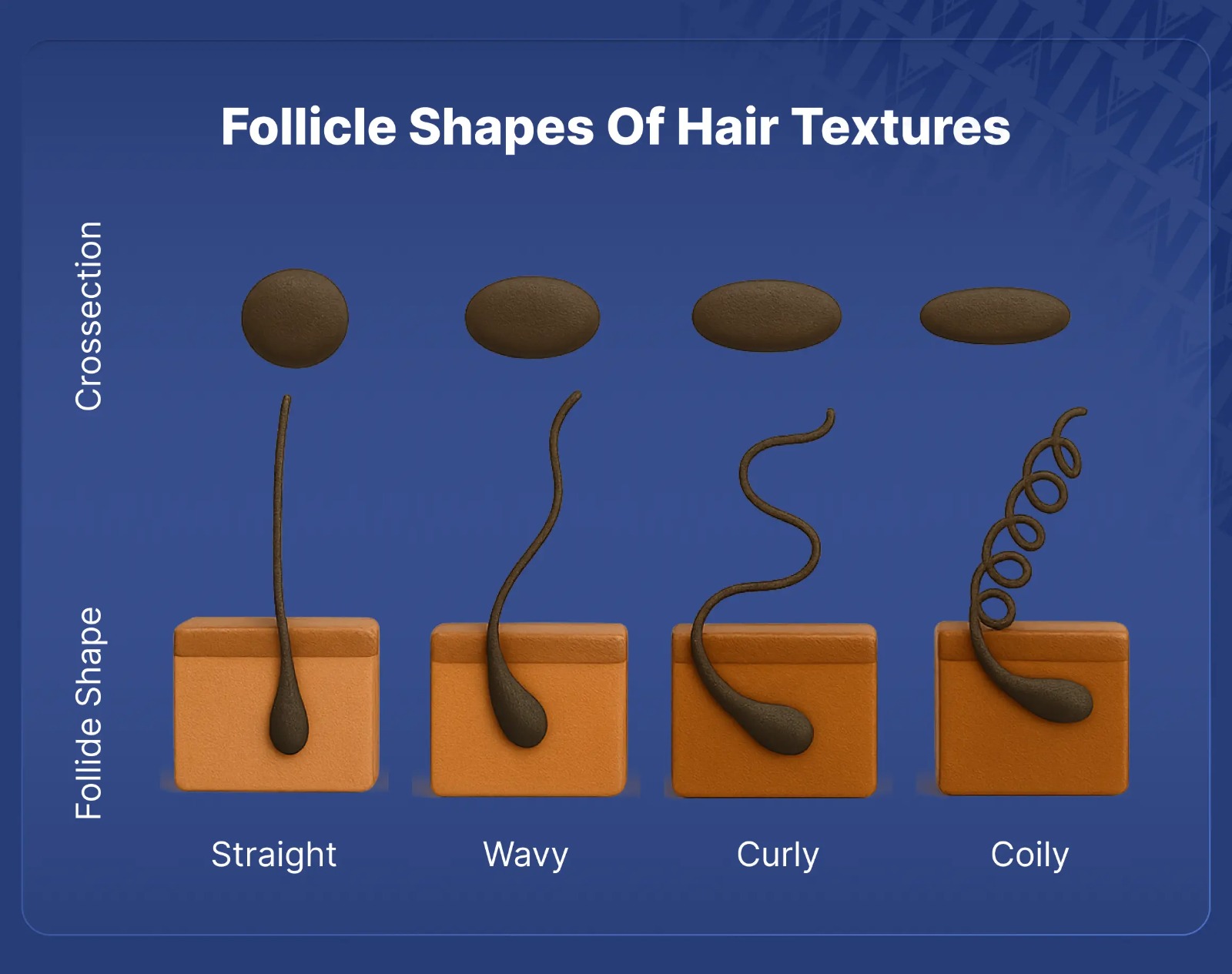 follicle-shapes-of-hair-textures